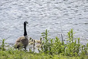 Immatures Prints: Canada Goose, Branta canadensis, and goslings at Carsington Water, Derbyshire