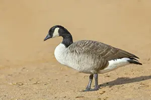 Anserini Prints: Canada goose (Branta canadensis)