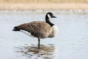 Aware Prints: Canada Goose, Branta Canadensis, Hampshire, England