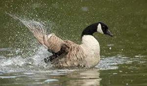 Breeding Season Prints: canada goose branta canadensis, common european waterfowl