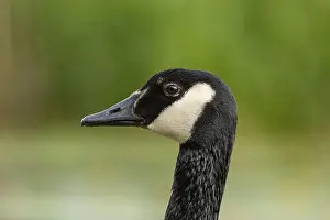 Breeding Season Prints: canada goose branta canadensis, common european waterfowl