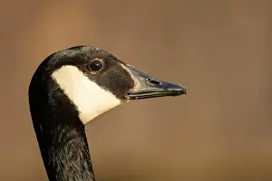 Breeding Season Prints: canada goose branta canadensis, common european waterfowl
