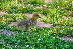 Geese Bird Prints: Canada goose (Branta canadensis), chicks in a meadow, Bavaria, Germany