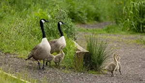 Breeding Season Prints: canada goose branta canadensis, common european waterfowl