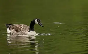 Breeding Season Prints: canada goose branta canadensis, common european waterfowl