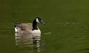 Breeding Season Prints: canada goose branta canadensis, common european waterfowl