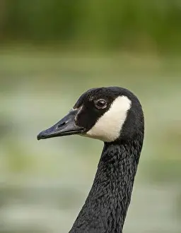 Breeding Season Prints: canada goose branta canadensis, common european waterfowl