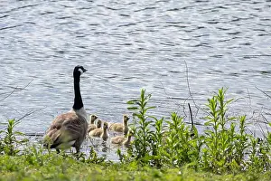 Goslings Prints: Canada Goose, Branta canadensis, and goslings at Carsington Water, Derbyshire