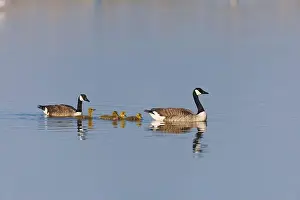 Goslings Prints: Canada goose Branta canadensis