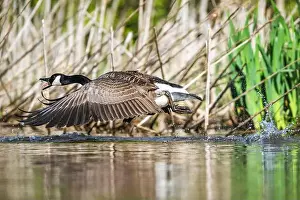 Canadian Goose Prints: Canada Goose, Branta canadensis, bird running on water