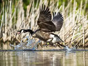 Canadian Goose Prints: Canada Goose, Branta canadensis, bird running on water