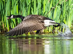 Canadian Goose Prints: Canada Goose, Branta canadensis, bird running on water