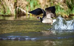 Branta Canadensis Prints: Canada Goose, Branta canadensis, bird running on water