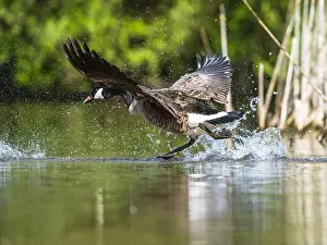 Branta Canadensis Prints: Canada Goose, Branta canadensis, bird running on water