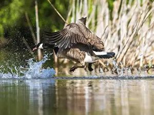 Branta Canadensis Prints: Canada Goose, Branta canadensis, bird running on water