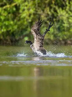 Branta Canadensis Prints: Canada Goose, Branta canadensis, bird running on water