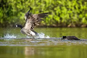Branta Canadensis Prints: Canada Goose, Branta canadensis, bird running on water
