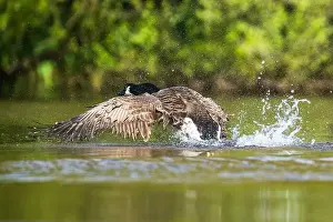 Branta Canadensis Prints: Canada Goose, Branta canadensis, bird running on water