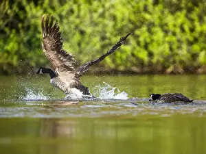 Branta Canadensis Prints: Canada Goose, Branta canadensis, bird running on water