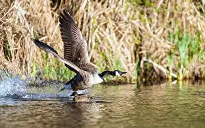 Branta Canadensis Prints: Canada Goose, Branta canadensis, bird running on water