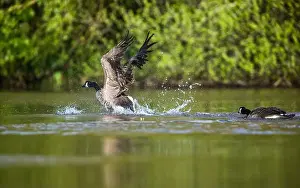 Branta Canadensis Prints: Canada Goose, Branta canadensis, bird running on water