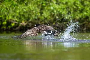 Branta Canadensis Prints: Canada Goose, Branta canadensis, bird running on water