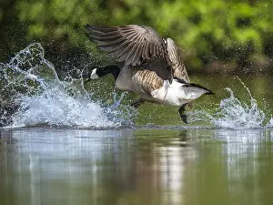 Branta Canadensis Prints: Canada Goose, Branta canadensis, bird running on water