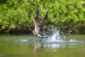 Branta Canadensis Prints: Canada Goose, Branta canadensis, bird running on water