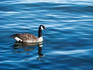 Canada Goose Prints: Canada goose (Branta canadensis)