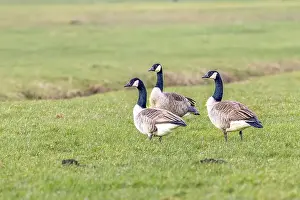 Branta Canadensis Prints: Three Canada goose, Branta canadensis, walks around in a splashing green grassy meadow