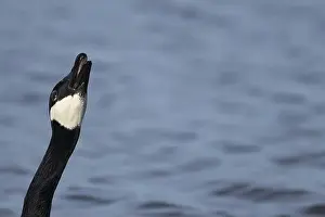 Anserini Prints: Canada goose (Branta canadensis) adult bird calling on a lake