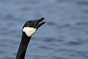 Adult Bird Prints: Canada goose (Branta canadensis) adult bird calling on a lake, England, United Kingdom