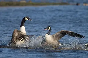 Canada Goose Prints: Canada goose (Branta canadensis) two adult birds fighting on a lake