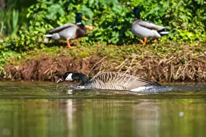 Canadian Goose Prints: Canada Goose, Branta canadensis, bird on water