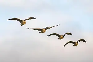 Branta Canadensis Prints: Canada Goose, Branta canadensis birds in flight over Marshes