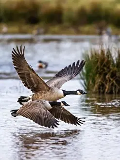Branta Canadensis Prints: Canada Goose, Branta canadensis birds in flight over Marshes