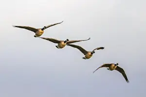 Branta Canadensis Prints: Canada Goose, Branta canadensis birds in flight over Marshes