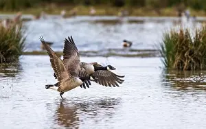 Branta Canadensis Prints: Canada Goose, Branta canadensis birds in flight over Marshes