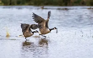 Branta Canadensis Prints: Canada Goose, Branta canadensis birds in flight over Marshes