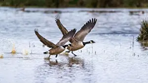 Branta Canadensis Prints: Canada Goose, Branta canadensis birds in flight over Marshes