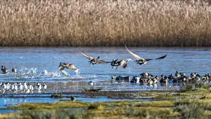 Branta Canadensis Prints: Canada Goose, Branta canadensis birds on frozen marshes