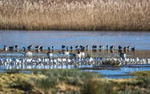 Branta Canadensis Prints: Canada Goose, Branta canadensis birds on frozen marshes