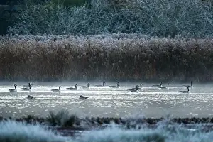 Waterland Prints: Canada Goose, Branta canadensis birds on winter Marshes