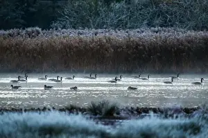 Waterland Prints: Canada Goose, Branta canadensis birds on winter Marshes