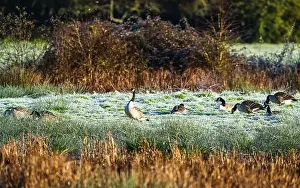 Waterland Prints: Canada Goose, Branta canadensis birds on winter Marshes