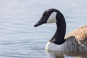 Uk Birds Prints: Canada Goose [ Branta Canadensis ] close up of bird with water dripping from beak / bill