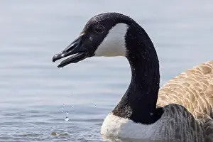 Uk Birds Prints: Canada Goose [ Branta Canadensis] close up of bird with water dripping from beak / bill