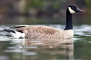 Branta Canadensis Prints: Canada goose (Branta canadensis) - Esquimalt Lagoon