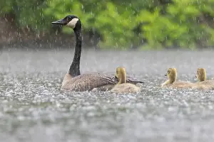 Goslings Prints: Canada goose (Branta canadensis) family