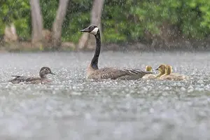 Goslings Prints: Canada goose (Branta canadensis) family